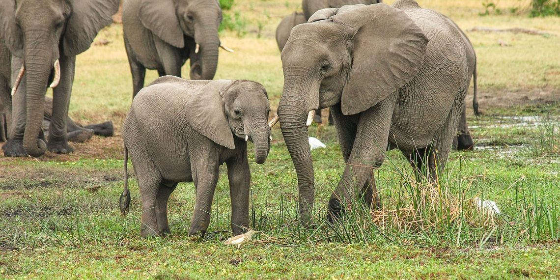testículos de elefantes