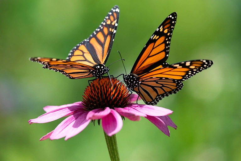 la mariposa monarca