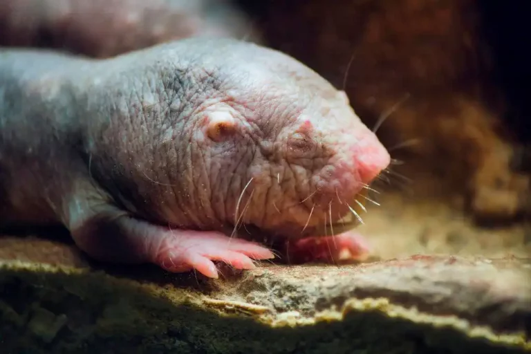 Gen de longevidad de rata topo