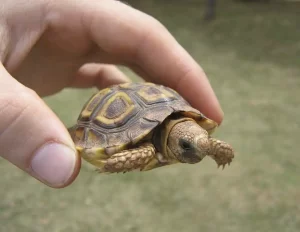 tamaño tortugas