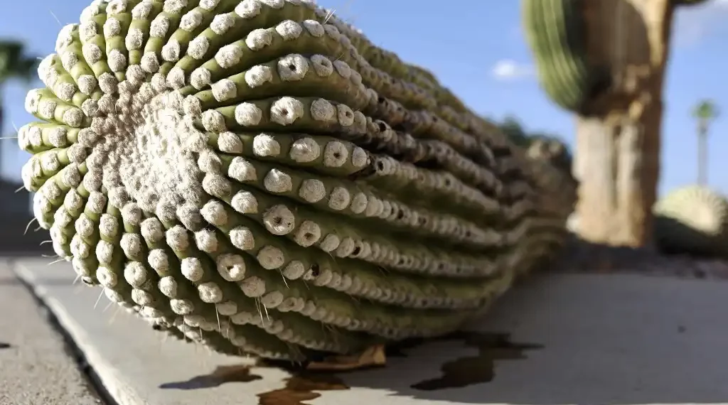 cactus amenazados