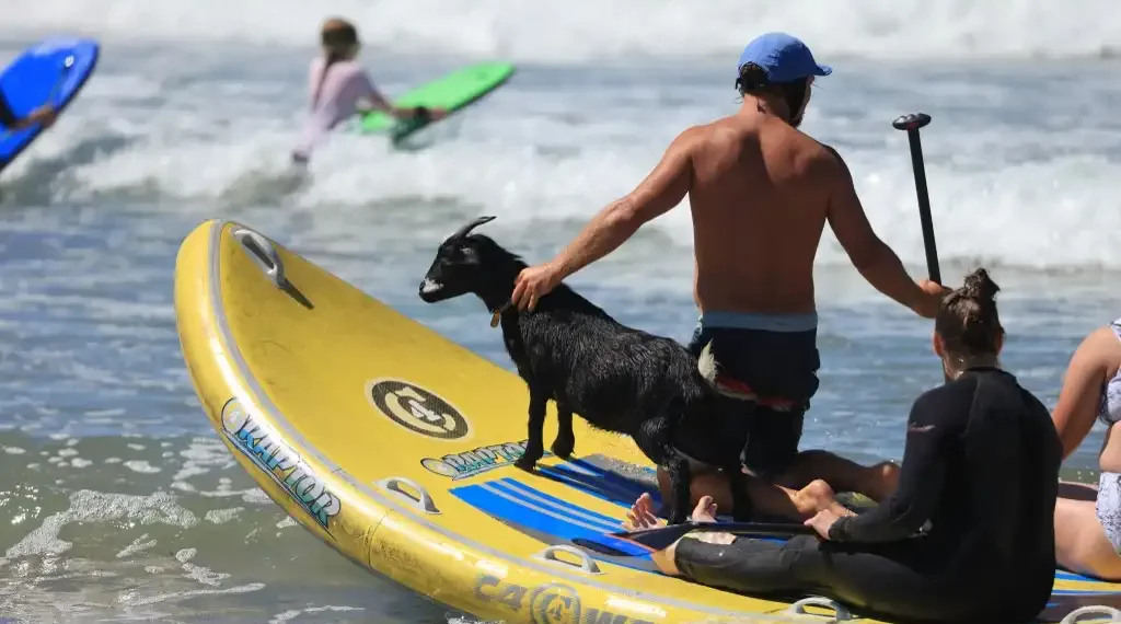 Cabras surfear California