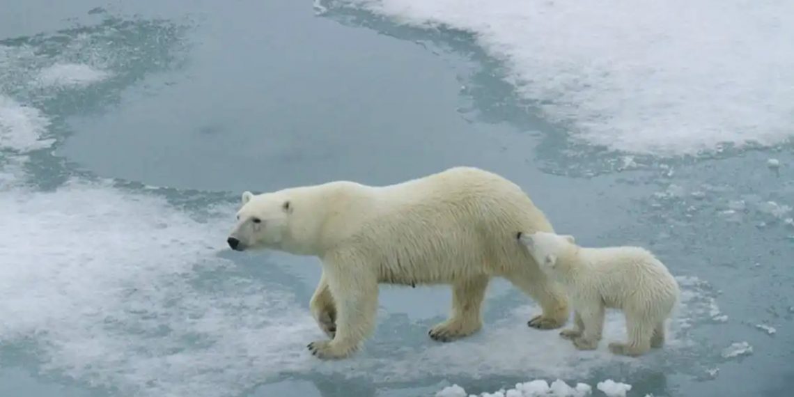 Efecto Invernadero oso polar