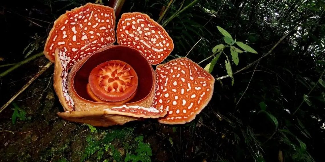 Rafflesia flor extinción