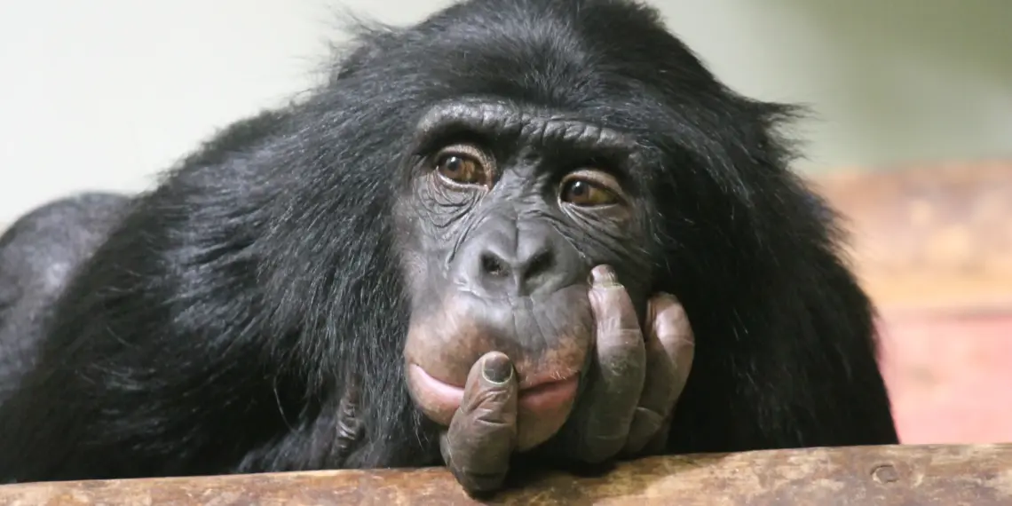 chimpancé menopausia