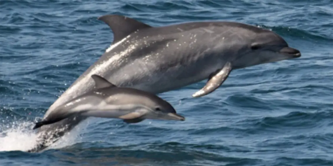delfines envenenados
