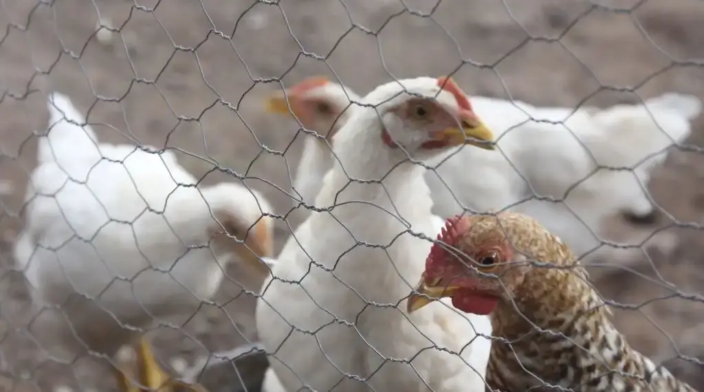 Gripe aviar Sonora