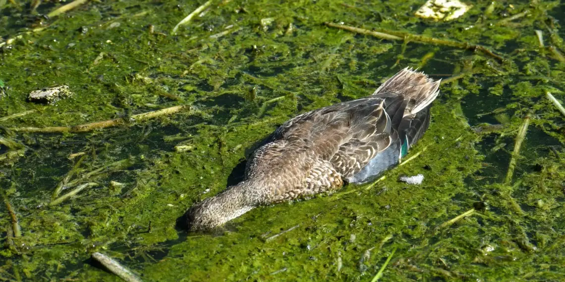 Muerte de patos y garzas por contaminación