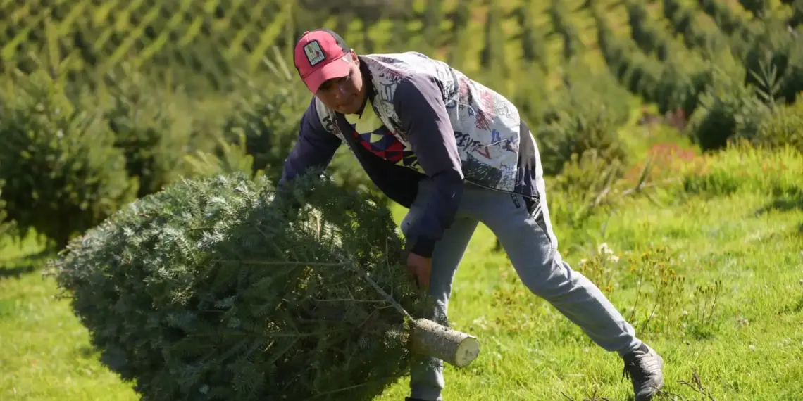 Primer corte del árbol de Navidad