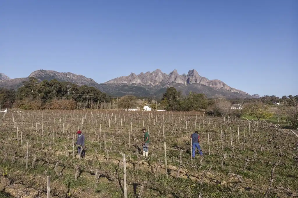 Producción de vino sequías