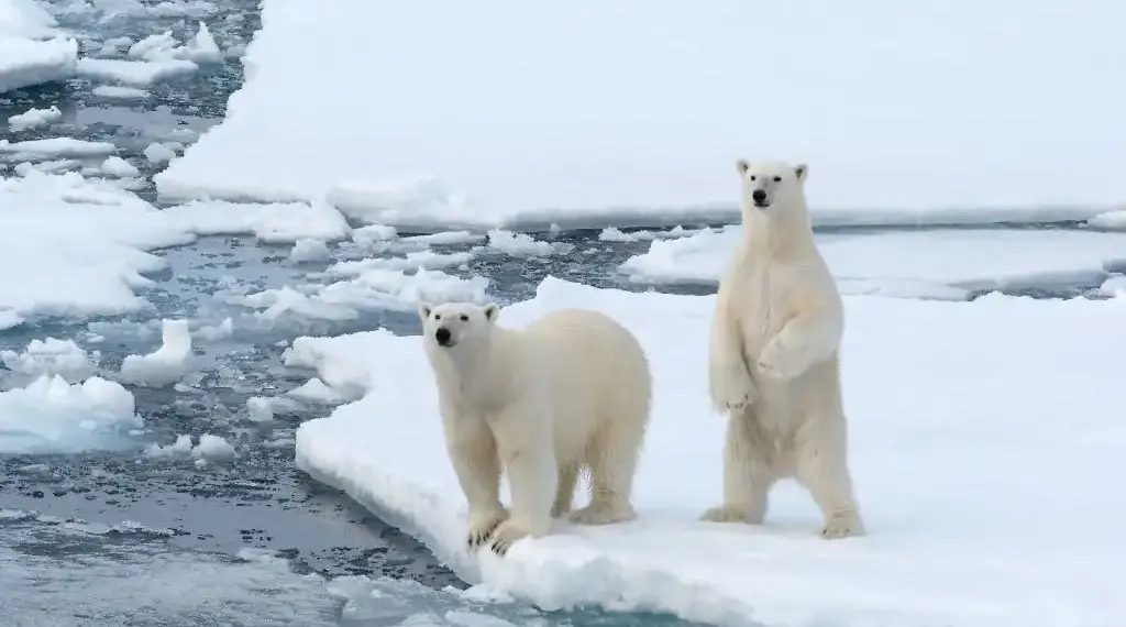 Piel de oso polar