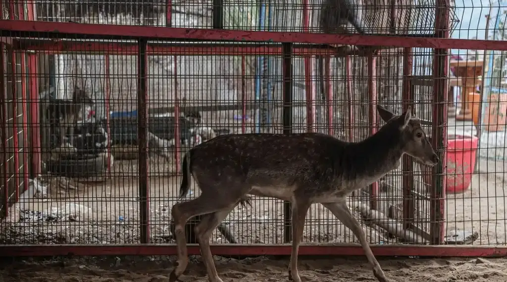 Gaza Zoológico