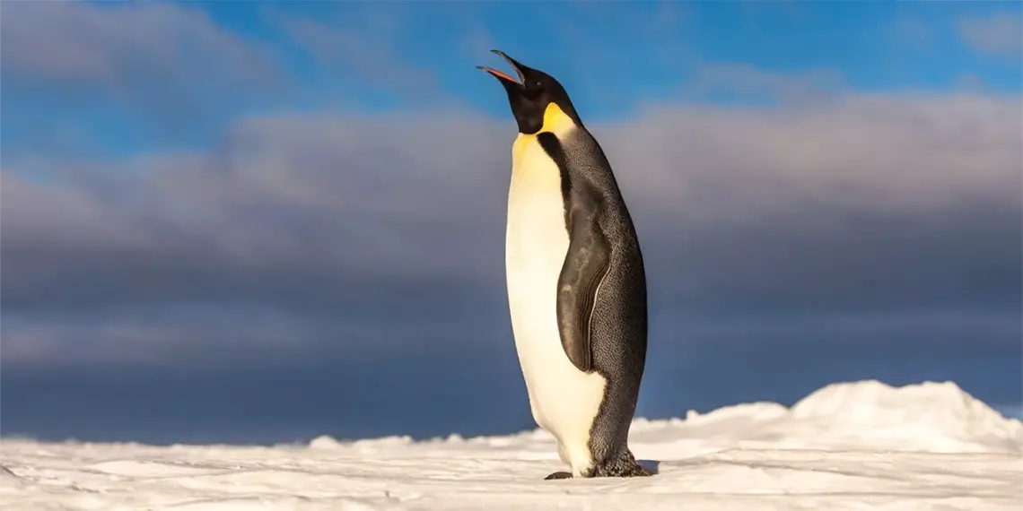 Pingüinos Antártico