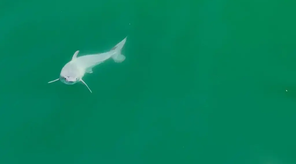 Tiburón blanco bebé