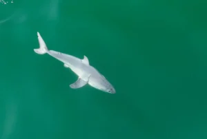 Tiburón blanco bebé