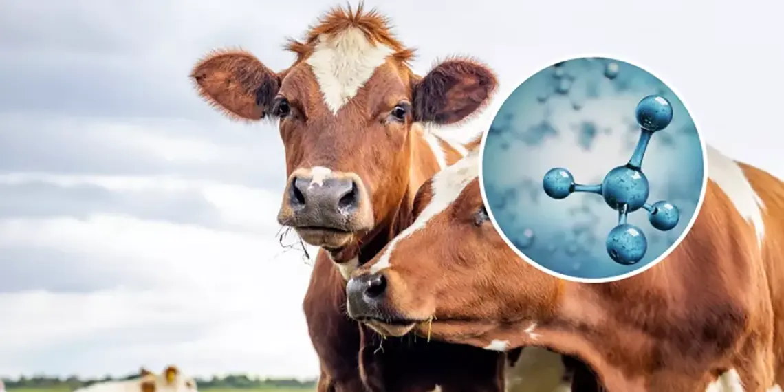 vacas metano