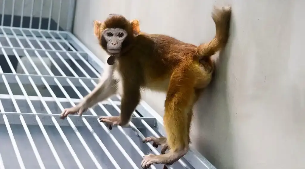 Clonación macaco