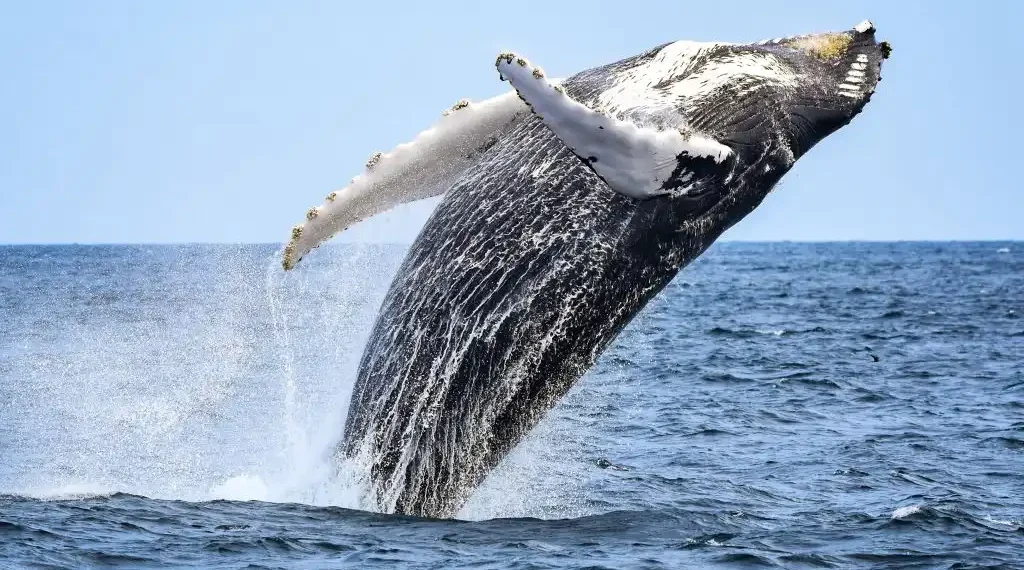Ballenas jorobadas en el Pacífico