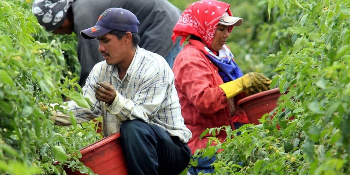 San Quintín: donde la migración teje la prosperidad agrícola