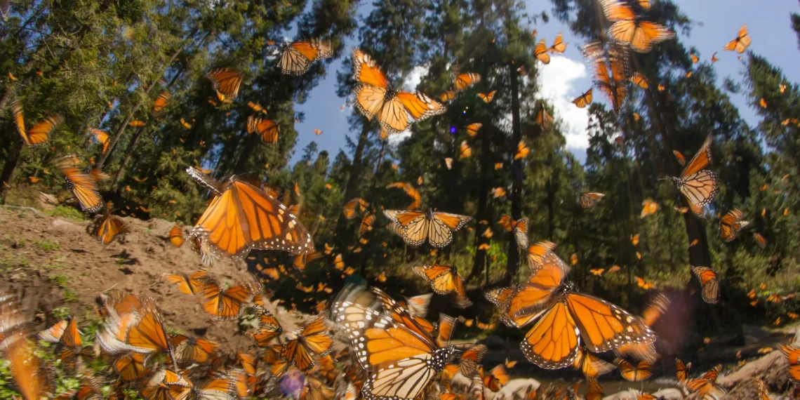 Mariposas Monarca México
