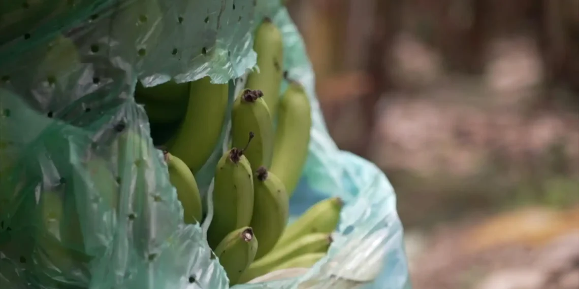 Rusia Ecuador plátanos