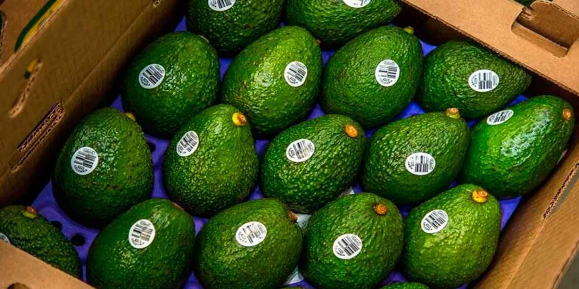 Serán 138 mil toneladas de aguacate mexicano para Super Bowl: Luis Doporto Alejandre