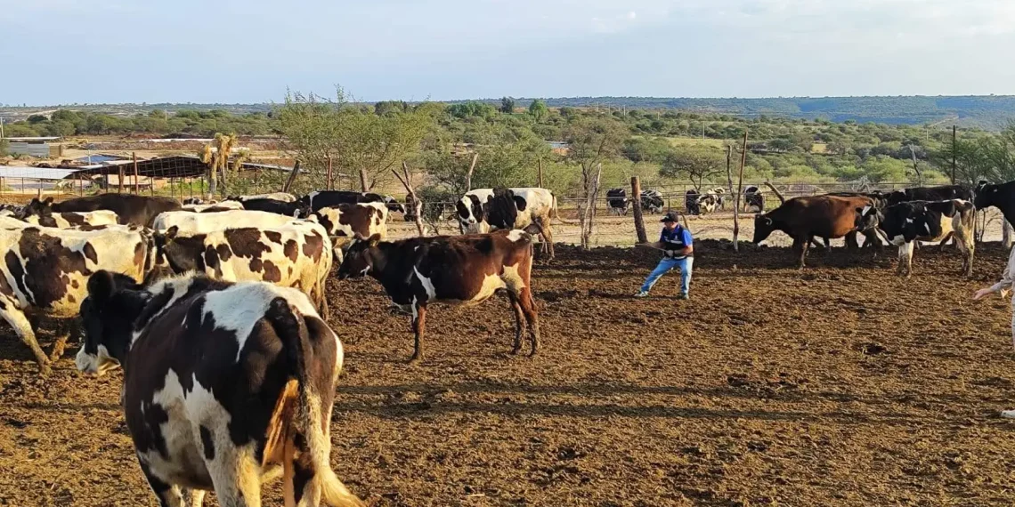 Se vacunará el ganado bovino y ovino en las Delegaciones Calvillito, Peñuelas, Pocitos y San Marcos