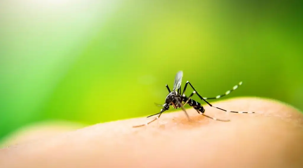 Dengue América Latina