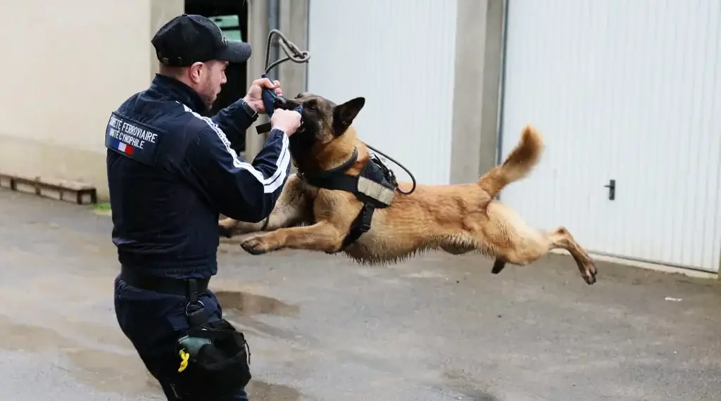 Los perros rastreadores no solo ayudarán a garantizar la seguridad del evento, sino también la fluidez del transporte. (AFP)