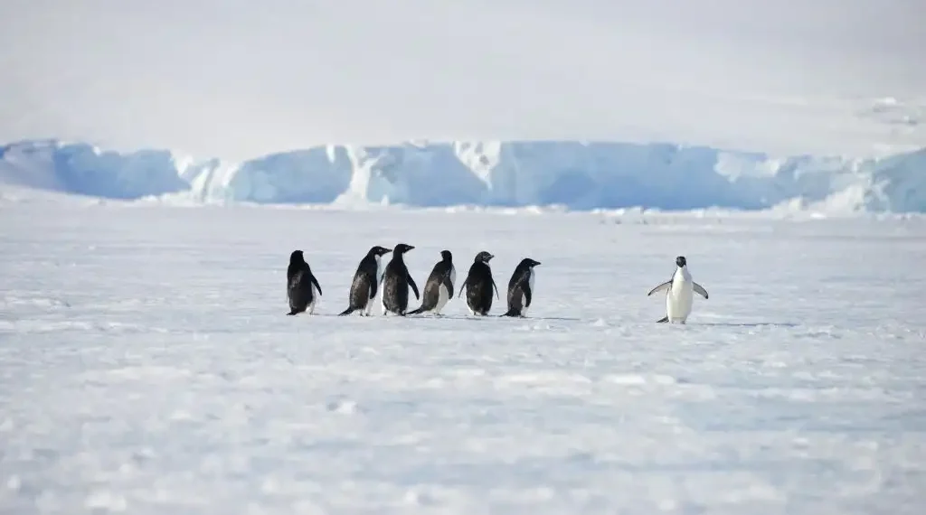 Pingüinos Antártida gripe aviar