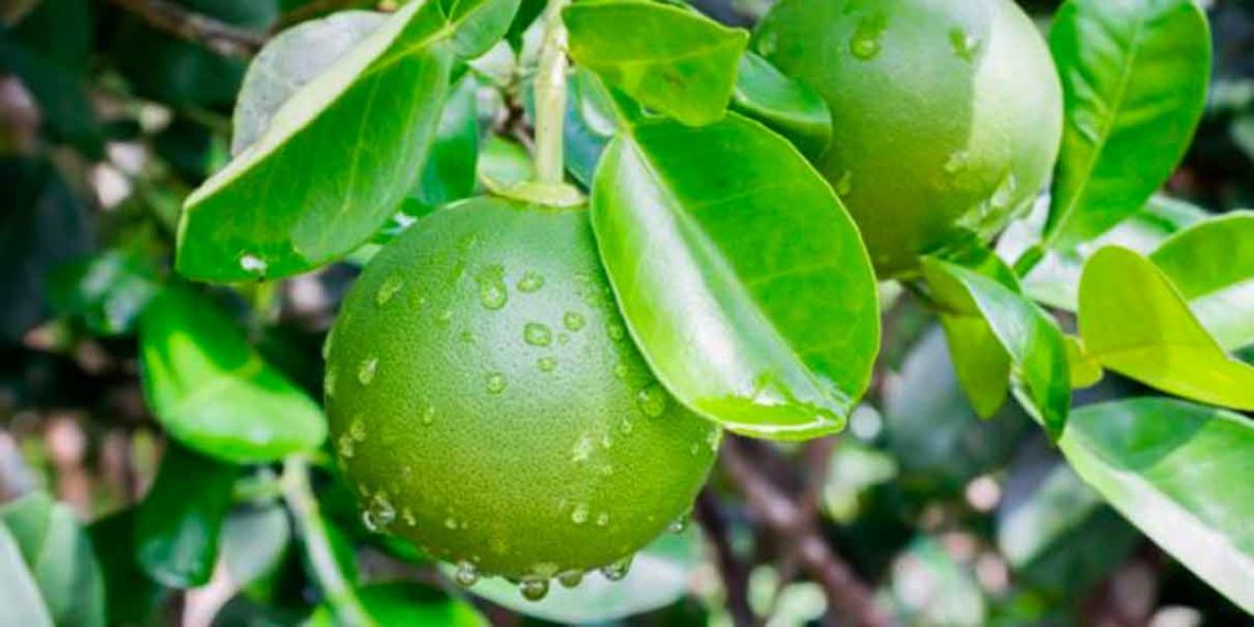 Citrus Patrimonial Democratiza las inversiones Agroindustriales. Apostando por el confiable mercado del limón