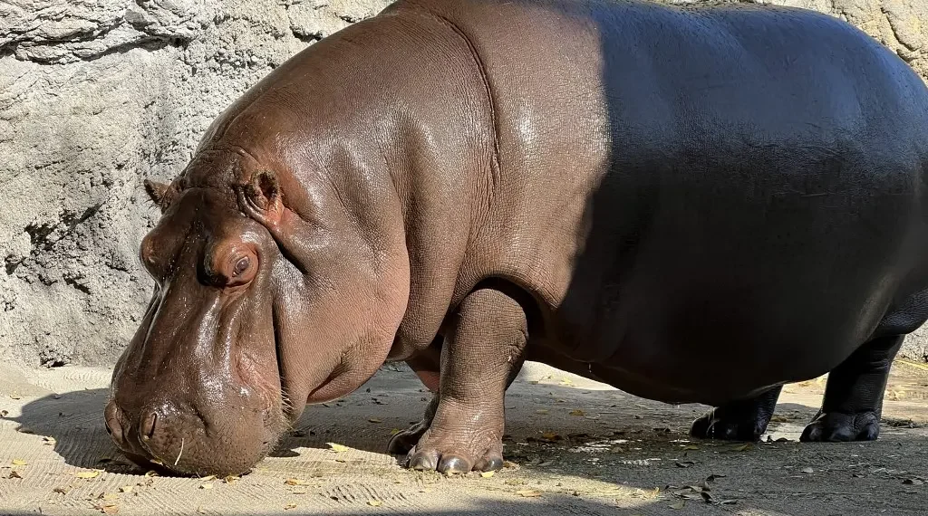 hipopótamo México