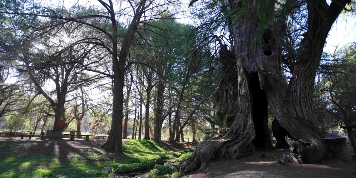 Ofrece Ayuntamiento de Aguascalientes diplomado ambiental