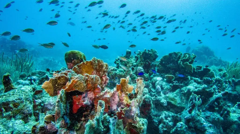 Un banco de peces chromis marrones nada en un arrecife de coral frente a la costa de Aruba. (AFP)
