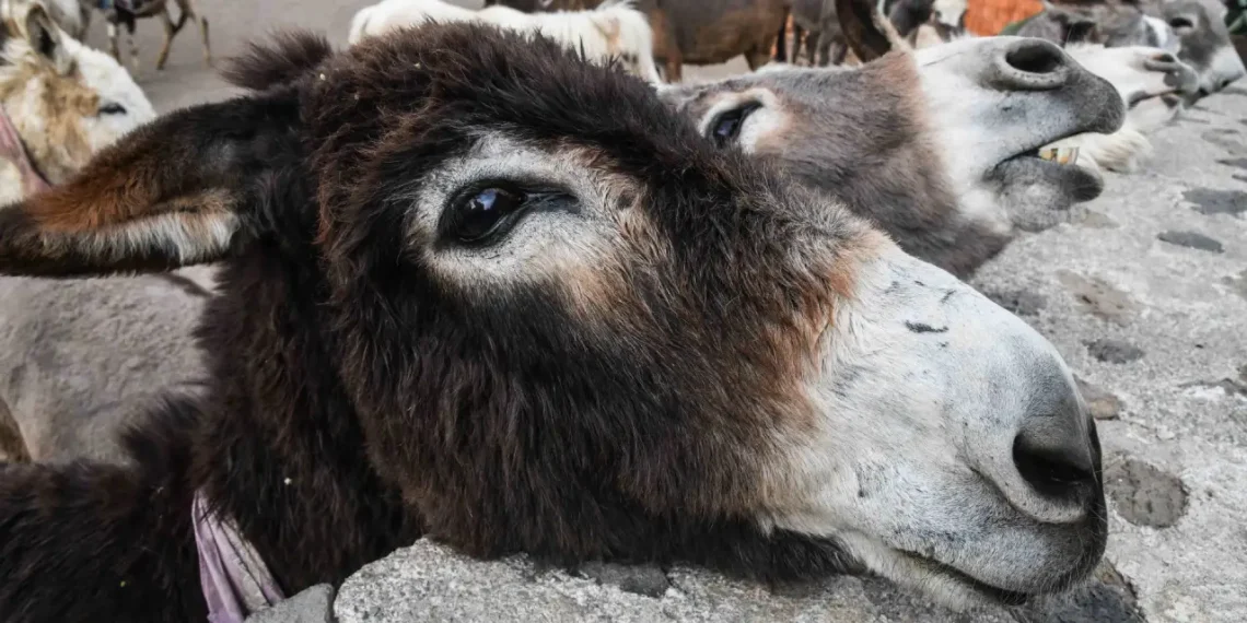 Burrolandia en Otumba