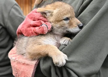 pueden un perro y un coyote aparearse