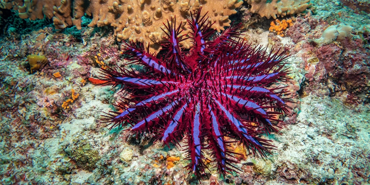 Gran Barrera de Coral estrella