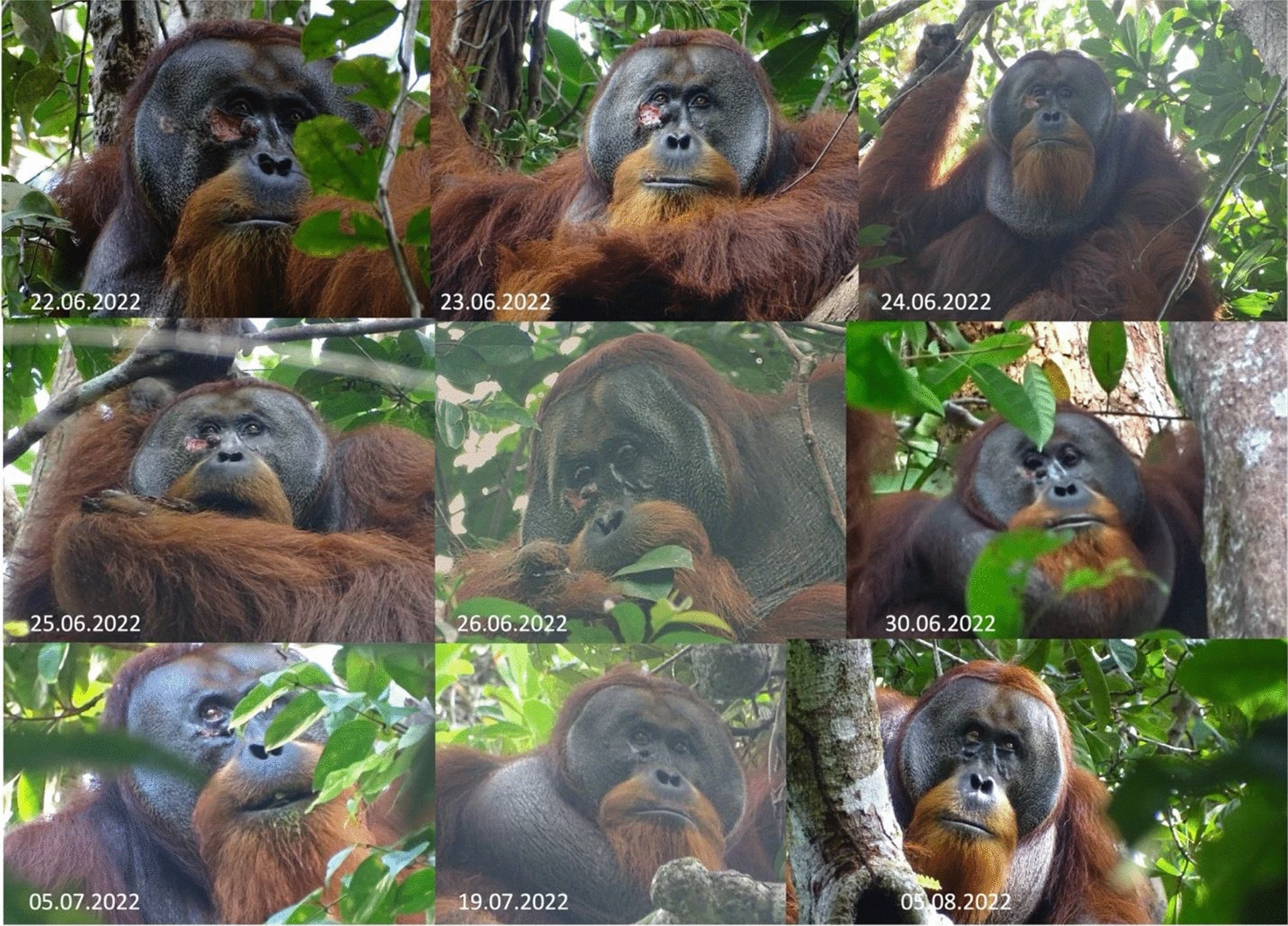 Orangután herida facial
