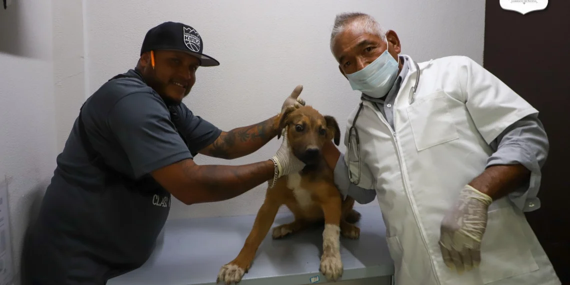 Ofrece Jesús María consultorio veterinario a bajo costo
