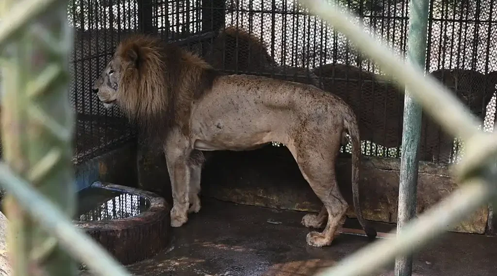 Zoológico del narco hondureño