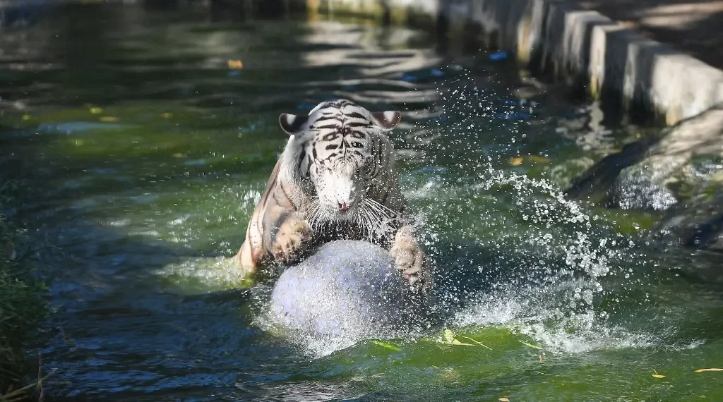 felinos calor