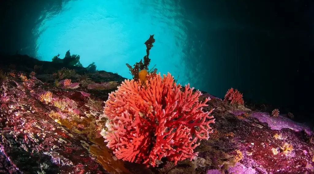 Hidrocoral rojo Chile