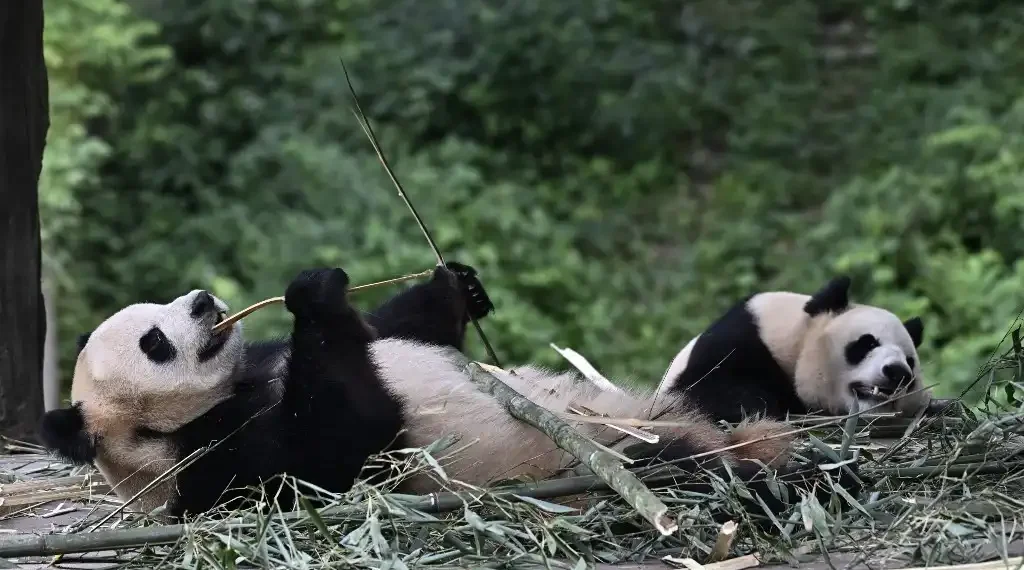 Pandas China