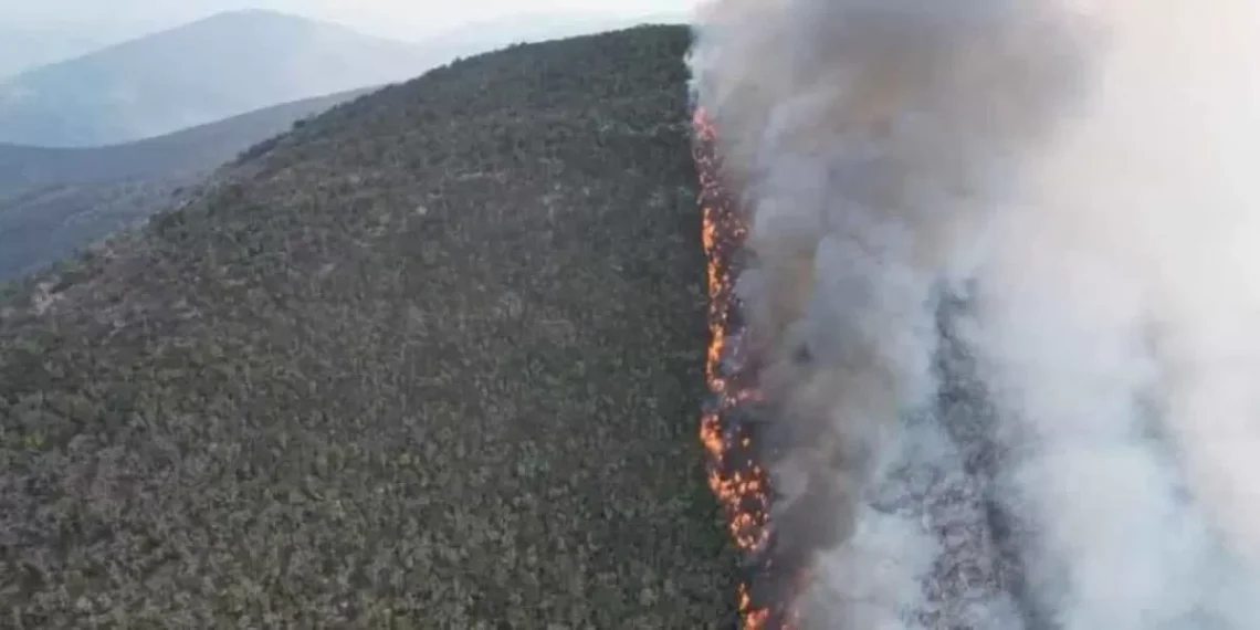 incendio forestal