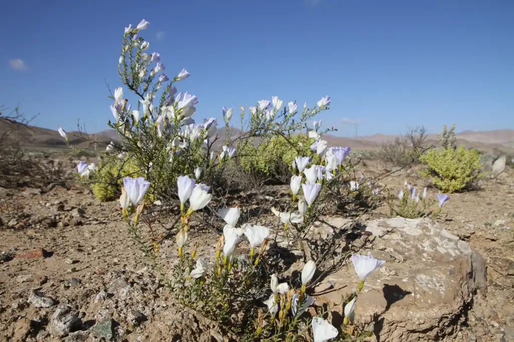 Desierto de Atacama