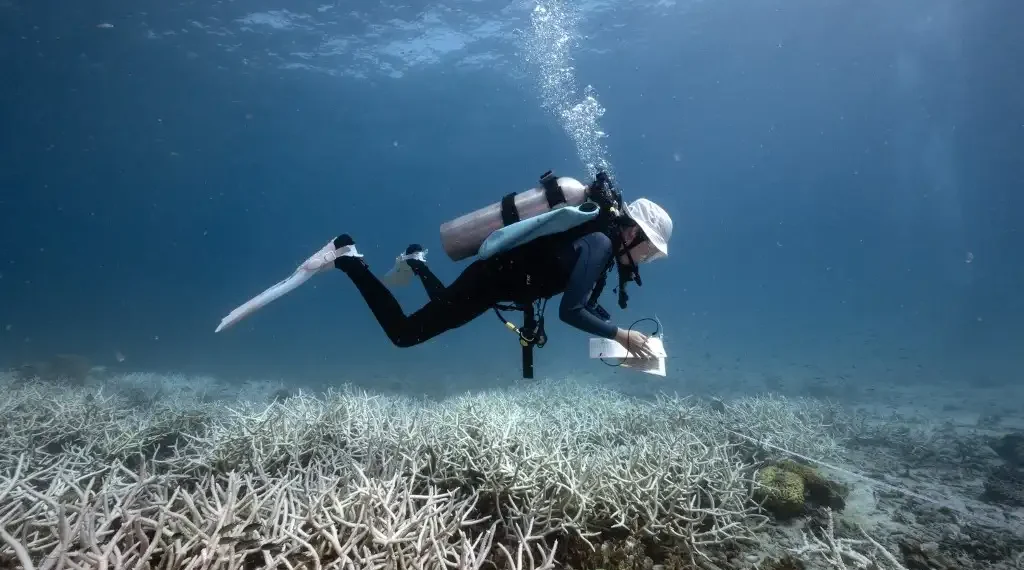 Esta foto muestra a Nannalin Pornprasertsom, de 14 años, inspeccionando corales blanqueados durante su curso de conservación de corales y ciencia ciudadana. (AFP)