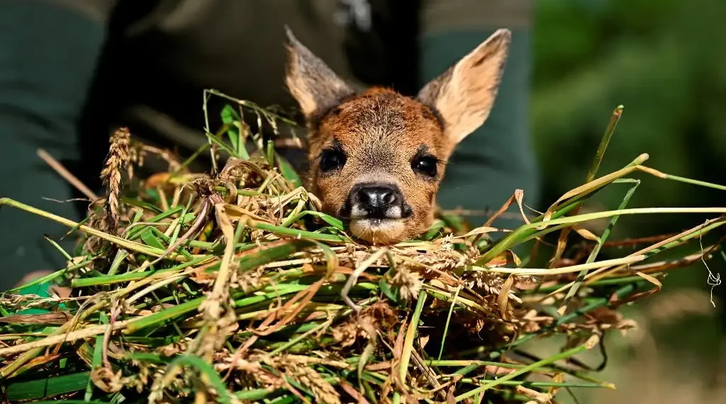 Salvar a Bambi
