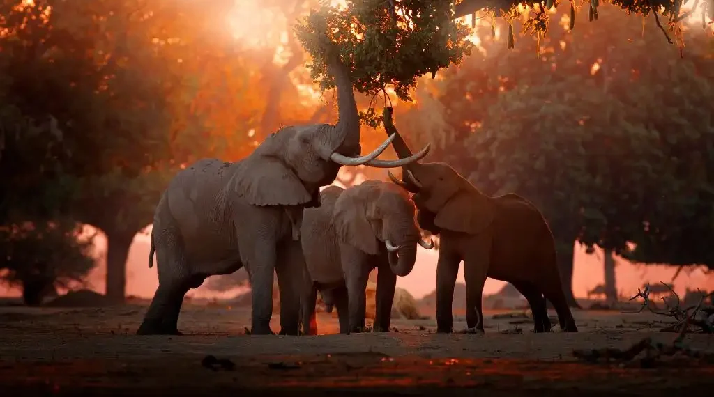 Pieter Nel, director de conservación de la junta de parques y turismo de la provincia del Noroeste, dijo que la matriarca de la manada estaba "agitada" al ver acercarse al turista. (AdobeStock)