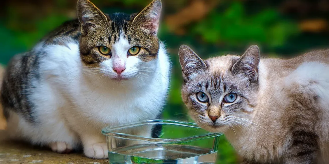 Día internacional del Gato