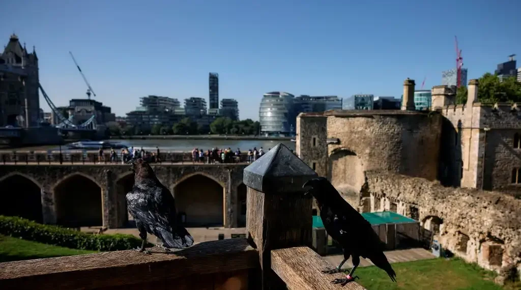 Torre de Londres cuervos